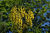 Golden chain tree in bloom in a garden