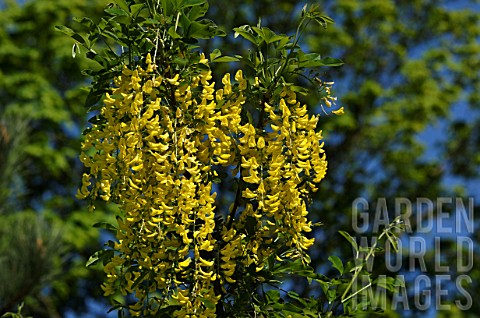 Golden_chain_tree_in_bloom_in_a_garden