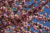 Japanese flowering cherry New Red in bloom in a garden