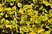 Japanese spindle Aureus foliage in a garden