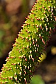 Chilean gunnera thorny peduncle in a garden