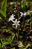 Menyanthes trifoliata, Buck-bean in bloom in a garden pound