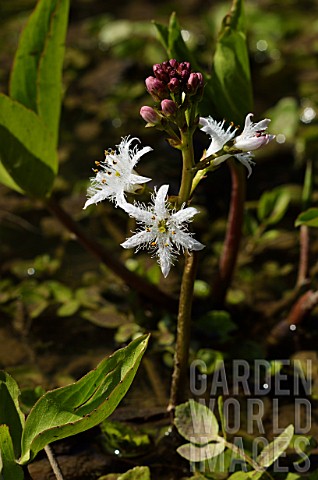 Menyanthes_trifoliata_Buckbean_in_bloom_in_a_garden_pound