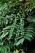 Mahonia Charity in fruit in a garden