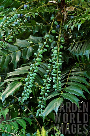 Mahonia_Charity_in_fruit_in_a_garden