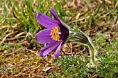 Pasque flower in bloom on alkaline grassland, Oise, France