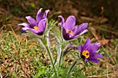 Pasque flowers in bloom on alkaline grassland, Oise, France