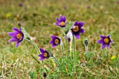 Pasque flowers in bloom on alkaline grassland, Oise, France