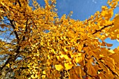 Ginkgo biloba, golden leaves