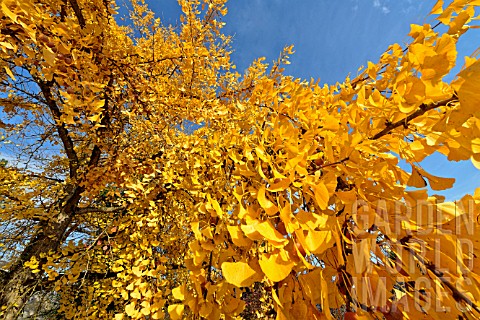 Ginkgo_biloba_golden_leaves