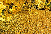 Ginkgo biloba, golden leaves