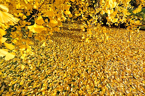 Ginkgo_biloba_golden_leaves