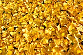 Ginkgo biloba, golden leaves