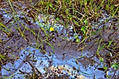 Bacterial hydrocarbons in a flooded field - France