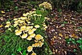 Sulphur Tuft undergrowth - Valromey Jura France