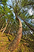 Larch trees twisted by the snow, in winter