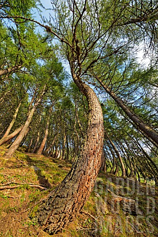 Larch_trees_twisted_by_the_snow_in_winter