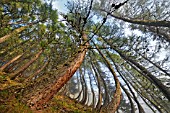 Larch trees twisted by the snow, in winter