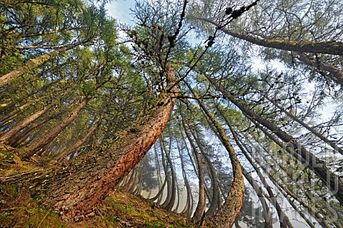 Larch_trees_twisted_by_the_snow_in_winter