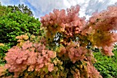 Cotinus coggygria (smokebush) in bloom in a garden - France