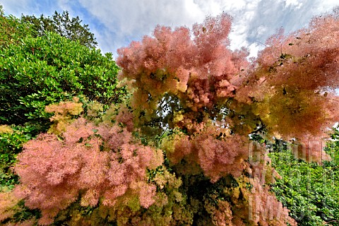 Cotinus_coggygria_smokebush_in_bloom_in_a_garden__France