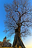 Linden tree about 400 years, planted in the 16th century