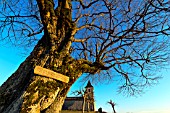 Linden tree about 400 years, planted in the 16th century