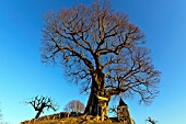 Linden tree about 400 years, planted in the 16th century