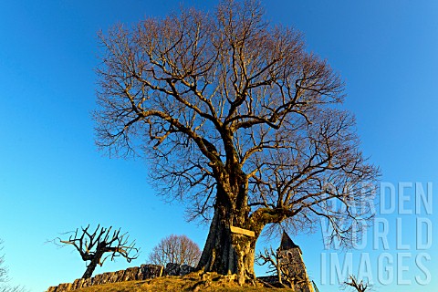 Linden_tree_about_400_years_planted_in_the_16th_century
