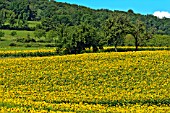 Field of Sunflowers in bloom - France