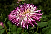 Dahlia Pinelands Princess