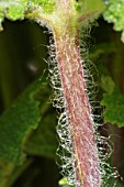 Clary sage petiole detail in a garden