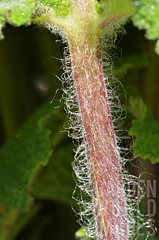 Clary_sage_petiole_detail_in_a_garden