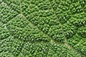 Clary sage leaf detail in a garden
