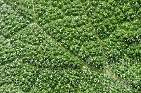 Clary_sage_leaf_detail_in_a_garden