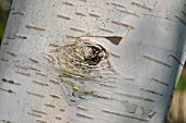 Betula Utilis, Himalayan birch bark detail in a garden