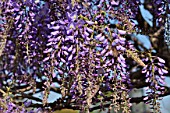 Japanese wisteria Rosea in bloom in a garden