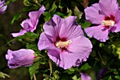 Rose of Sharon in bloom in a garden