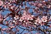 Flowering plum Nigra in bloom in a garden