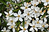 Choisya Ternata, Mexican orange blossom in bloom in a garden