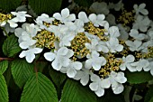 Japanese snowball Mariesii in bloom in a garden