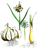 Botanical drawing of Allium sativum (garlic)