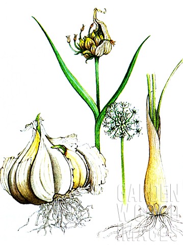 Botanical_drawing_of_Allium_sativum_garlic