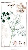 Botanical drawing of Coriandrum sativum (coriander)