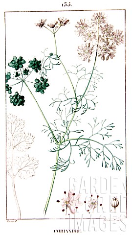Botanical_drawing_of_Coriandrum_sativum_coriander