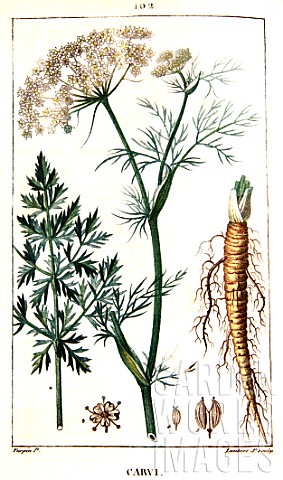 Botanical_drawing_of_Carum_carvi_caraway