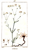 Botanical drawing of Galium odoratum (woodruff)