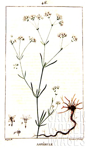 Botanical_drawing_of_Galium_odoratum_woodruff