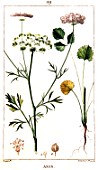 Botanical drawing of Pimpinella anisum