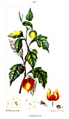 Botanical drawing of Physalis alkekengi (Chinese lantern)